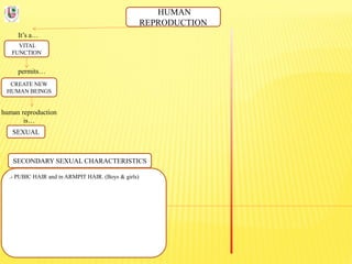 HUMAN
REPRODUCTION
It’s a…
VITAL
FUNCTION
permits…
CREATE NEW
HUMAN BEINGS
human reproduction
is…
SEXUAL
SECONDARY SEXUAL CHARACTERISTICS
.- PUBIC HAIR and in ARMPIT HAIR. (Boys & girls)
 