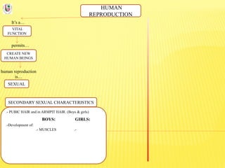 HUMAN
REPRODUCTION
It’s a…
VITAL
FUNCTION
permits…
CREATE NEW
HUMAN BEINGS
human reproduction
is…
SEXUAL
SECONDARY SEXUAL CHARACTERISTICS
.- PUBIC HAIR and in ARMPIT HAIR. (Boys & girls)
BOYS: GIRLS:
.-Development of:
.- MUSCLES .-
 