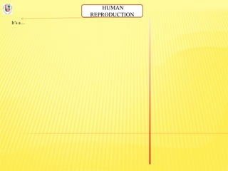 HUMAN
REPRODUCTION
It’s a…
 