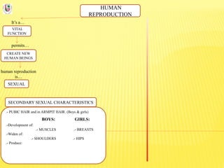 HUMAN
REPRODUCTION
It’s a…
VITAL
FUNCTION
permits…
CREATE NEW
HUMAN BEINGS
human reproduction
is…
SEXUAL
SECONDARY SEXUAL CHARACTERISTICS
.- PUBIC HAIR and in ARMPIT HAIR. (Boys & girls)
BOYS: GIRLS:
.-Development of:
.- MUSCLES .- BREASTS
.-Widen of:
.- SHOULDERS .- HIPS
.- Produce:
 