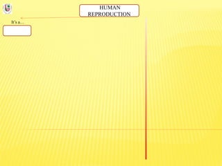 HUMAN
REPRODUCTION
It’s a…
 