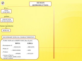 HUMAN
REPRODUCTION
It’s a…
VITAL
FUNCTION
permits…
CREATE NEW
HUMAN BEINGS
human reproduction
is…
SEXUAL
SECONDARY SEXUAL CHARACTERISTICS
.- PUBIC HAIR and in ARMPIT HAIR. (Boys & girls)
BOYS: GIRLS:
.-Development of:
.- MUSCLES .- BREASTS
.-Widen of:
.- SHOULDERS .- HIPS
.- Produce:
.- SPERM .- OVULES
.- increase of hair in:
.- FACE, BODY, ARMS, LEGS
.- ADAM’S APPLE, _________________
 