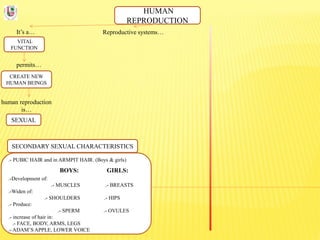 HUMAN
REPRODUCTION
It’s a…
VITAL
FUNCTION
Reproductive systems…
permits…
CREATE NEW
HUMAN BEINGS
human reproduction
is…
SEXUAL
SECONDARY SEXUAL CHARACTERISTICS
.- PUBIC HAIR and in ARMPIT HAIR. (Boys & girls)
BOYS: GIRLS:
.-Development of:
.- MUSCLES .- BREASTS
.-Widen of:
.- SHOULDERS .- HIPS
.- Produce:
.- SPERM .- OVULES
.- increase of hair in:
.- FACE, BODY, ARMS, LEGS
.- ADAM’S APPLE, LOWER VOICE
 