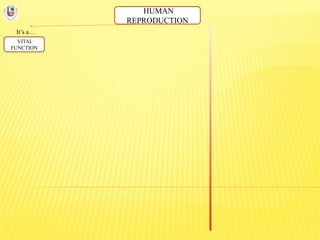 HUMAN
REPRODUCTION
It’s a…
VITAL
FUNCTION
 