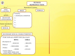 HUMAN
REPRODUCTION
It’s a…
VITAL
FUNCTION
Reproductive systems…
permits…
CREATE NEW
HUMAN BEINGS
human reproduction
is…
SEXUAL
FEMALEMALE
Formed by:
1.-TESTICLES in SCROTUM
2.-
3.-
4.-
5.-
6.-
SECONDARY SEXUAL CHARACTERISTICS
.- PUBIC HAIR and in ARMPIT HAIR. (Boys & girls)
BOYS: GIRLS:
.-Development of:
.- MUSCLES .- BREASTS
.-Widen of:
.- SHOULDERS .- HIPS
.- Produce:
.- SPERM .- OVULES
.- increase of hair in:
.- FACE, BODY, ARMS, LEGS
.- ADAM’S APPLE, LOWER VOICE
 