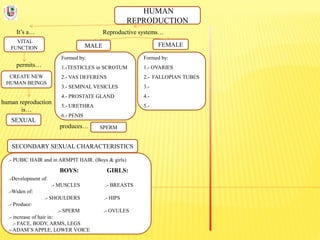 HUMAN
REPRODUCTION
It’s a…
VITAL
FUNCTION
Reproductive systems…
permits…
CREATE NEW
HUMAN BEINGS
human reproduction
is…
SEXUAL
FEMALEMALE
Formed by:
1.-TESTICLES in SCROTUM
2.- VAS DEFERENS
3.- SEMINAL VESICLES
4.- PROSTATE GLAND
5.- URETHRA
6.- PENIS
Formed by:
1.- OVARIES
2.- FALLOPIAN TUBES
3.-
4.-
5.-
produces… SPERM
SECONDARY SEXUAL CHARACTERISTICS
.- PUBIC HAIR and in ARMPIT HAIR. (Boys & girls)
BOYS: GIRLS:
.-Development of:
.- MUSCLES .- BREASTS
.-Widen of:
.- SHOULDERS .- HIPS
.- Produce:
.- SPERM .- OVULES
.- increase of hair in:
.- FACE, BODY, ARMS, LEGS
.- ADAM’S APPLE, LOWER VOICE
 