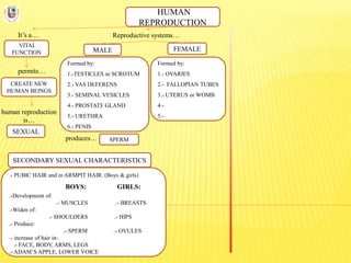 HUMAN
REPRODUCTION
It’s a…
VITAL
FUNCTION
Reproductive systems…
permits…
CREATE NEW
HUMAN BEINGS
human reproduction
is…
SEXUAL
FEMALEMALE
Formed by:
1.-TESTICLES in SCROTUM
2.- VAS DEFERENS
3.- SEMINAL VESICLES
4.- PROSTATE GLAND
5.- URETHRA
6.- PENIS
Formed by:
1.- OVARIES
2.- FALLOPIAN TUBES
3.- UTERUS or WOMB
4.-
5.-
produces… SPERM
SECONDARY SEXUAL CHARACTERISTICS
.- PUBIC HAIR and in ARMPIT HAIR. (Boys & girls)
BOYS: GIRLS:
.-Development of:
.- MUSCLES .- BREASTS
.-Widen of:
.- SHOULDERS .- HIPS
.- Produce:
.- SPERM .- OVULES
.- increase of hair in:
.- FACE, BODY, ARMS, LEGS
.- ADAM’S APPLE, LOWER VOICE
 