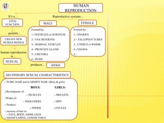 HUMAN
REPRODUCTION
It’s a…
VITAL
FUNCTION
Reproductive systems…
permits…
CREATE NEW
HUMAN BEINGS
human reproduction
is…
SEXUAL
FEMALEMALE
Formed by:
1.-TESTICLES in SCROTUM
2.- VAS DEFERENS
3.- SEMINAL VESICLES
4.- PROSTATE GLAND
5.- URETHRA
6.- PENIS
Formed by:
1.- OVARIES
2.- FALLOPIAN TUBES
3.- UTERUS or WOMB
4.- VAGINA
5.-
produces… SPERM
SECONDARY SEXUAL CHARACTERISTICS
.- PUBIC HAIR and in ARMPIT HAIR. (Boys & girls)
BOYS: GIRLS:
.-Development of:
.- MUSCLES .- BREASTS
.-Widen of:
.- SHOULDERS .- HIPS
.- Produce:
.- SPERM .- OVULES
.- increase of hair in:
.- FACE, BODY, ARMS, LEGS
.- ADAM’S APPLE, LOWER VOICE
 