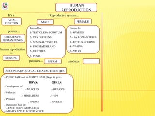 HUMAN
REPRODUCTION
It’s a…
VITAL
FUNCTION
Reproductive systems…
permits…
CREATE NEW
HUMAN BEINGS
human reproduction
is…
SEXUAL
FEMALEMALE
Formed by:
1.-TESTICLES in SCROTUM
2.- VAS DEFERENS
3.- SEMINAL VESICLES
4.- PROSTATE GLAND
5.- URETHRA
6.- PENIS
Formed by:
1.- OVARIES
2.- FALLOPIAN TUBES
3.- UTERUS or WOMB
4.- VAGINA
5.- VULVA
produces…produces… SPERM
SECONDARY SEXUAL CHARACTERISTICS
.- PUBIC HAIR and in ARMPIT HAIR. (Boys & girls)
BOYS: GIRLS:
.-Development of:
.- MUSCLES .- BREASTS
.-Widen of:
.- SHOULDERS .- HIPS
.- Produce:
.- SPERM .- OVULES
.- increase of hair in:
.- FACE, BODY, ARMS, LEGS
.- ADAM’S APPLE, LOWER VOICE
 