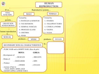 HUMAN
REPRODUCTION
It’s a…
VITAL
FUNCTION
Reproductive systems…
permits…
CREATE NEW
HUMAN BEINGS
human reproduction
is…
SEXUAL
FEMALEMALE
Formed by:
1.-TESTICLES in SCROTUM
2.- VAS DEFERENS
3.- SEMINAL VESICLES
4.- PROSTATE GLAND
5.- URETHRA
6.- PENIS
Formed by:
1.- OVARIES
2.- FALLOPIAN TUBES
3.- UTERUS or WOMB
4.- VAGINA
5.- VULVA
produces…
In…
produces… SPERM OVULES
SECONDARY SEXUAL CHARACTERISTICS
.- PUBIC HAIR and in ARMPIT HAIR. (Boys & girls)
BOYS: GIRLS:
.-Development of:
.- MUSCLES .- BREASTS
.-Widen of:
.- SHOULDERS .- HIPS
.- Produce:
.- SPERM .- OVULES
.- increase of hair in:
.- FACE, BODY, ARMS, LEGS
.- ADAM’S APPLE, LOWER VOICE
 