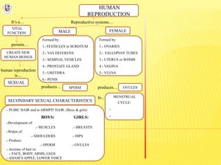 HUMAN
REPRODUCTION
It’s a…
VITAL
FUNCTION
Reproductive systems…
permits…
CREATE NEW
HUMAN BEINGS
human reproduction
is…
SEXUAL
FEMALEMALE
Formed by:
1.-TESTICLES in SCROTUM
2.- VAS DEFERENS
3.- SEMINAL VESICLES
4.- PROSTATE GLAND
5.- URETHRA
6.- PENIS
Formed by:
1.- OVARIES
2.- FALLOPIAN TUBES
3.- UTERUS or WOMB
4.- VAGINA
5.- VULVA
produces…
In…
produces… SPERM OVULES
MENSTRUAL
CYCLE:
.-
.-
SECONDARY SEXUAL CHARACTERISTICS
.- PUBIC HAIR and in ARMPIT HAIR. (Boys & girls)
BOYS: GIRLS:
.-Development of:
.- MUSCLES .- BREASTS
.-Widen of:
.- SHOULDERS .- HIPS
.- Produce:
.- SPERM .- OVULES
.- increase of hair in:
.- FACE, BODY, ARMS, LEGS
.- ADAM’S APPLE, LOWER VOICE
 