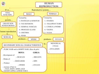 HUMAN
REPRODUCTION
It’s a…
VITAL
FUNCTION
Reproductive systems…
permits…
CREATE NEW
HUMAN BEINGS
human reproduction
is…
SEXUAL
FEMALEMALE
Formed by:
1.-TESTICLES in SCROTUM
2.- VAS DEFERENS
3.- SEMINAL VESICLES
4.- PROSTATE GLAND
5.- URETHRA
6.- PENIS
Formed by:
1.- OVARIES
2.- FALLOPIAN TUBES
3.- UTERUS or WOMB
4.- VAGINA
5.- VULVA
produces…
In…
produces… SPERM OVULES
MENSTRUAL
CYCLE:
.- OVULATION
.-
SECONDARY SEXUAL CHARACTERISTICS
.- PUBIC HAIR and in ARMPIT HAIR. (Boys & girls)
BOYS: GIRLS:
.-Development of:
.- MUSCLES .- BREASTS
.-Widen of:
.- SHOULDERS .- HIPS
.- Produce:
.- SPERM .- OVULES
.- increase of hair in:
.- FACE, BODY, ARMS, LEGS
.- ADAM’S APPLE, LOWER VOICE
 