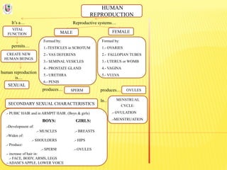 HUMAN
REPRODUCTION
It’s a…
VITAL
FUNCTION
Reproductive systems…
permits…
CREATE NEW
HUMAN BEINGS
human reproduction
is…
SEXUAL
FEMALEMALE
Formed by:
1.-TESTICLES in SCROTUM
2.- VAS DEFERENS
3.- SEMINAL VESICLES
4.- PROSTATE GLAND
5.- URETHRA
6.- PENIS
Formed by:
1.- OVARIES
2.- FALLOPIAN TUBES
3.- UTERUS or WOMB
4.- VAGINA
5.- VULVA
produces…
In…
produces… SPERM OVULES
MENSTRUAL
CYCLE:
.- OVULATION
.-MENSTRUATION
SECONDARY SEXUAL CHARACTERISTICS
.- PUBIC HAIR and in ARMPIT HAIR. (Boys & girls)
BOYS: GIRLS:
.-Development of:
.- MUSCLES .- BREASTS
.-Widen of:
.- SHOULDERS .- HIPS
.- Produce:
.- SPERM .- OVULES
.- increase of hair in:
.- FACE, BODY, ARMS, LEGS
.- ADAM’S APPLE, LOWER VOICE
 