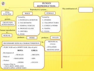 HUMAN
REPRODUCTION
It’s a…
VITAL
FUNCTION
Reproductive systems… The combination of…
permits…
CREATE NEW
HUMAN BEINGS
human reproduction
is…
SEXUAL
FEMALEMALE
Formed by:
1.-TESTICLES in SCROTUM
2.- VAS DEFERENS
3.- SEMINAL VESICLES
4.- PROSTATE GLAND
5.- URETHRA
6.- PENIS
Formed by:
1.- OVARIES
2.- FALLOPIAN TUBES
3.- UTERUS or WOMB
4.- VAGINA
5.- VULVA
produces…
In…
produces… SPERM OVULES
MENSTRUAL
CYCLE:
.- OVULATION
.-MENSTRUATION
SECONDARY SEXUAL CHARACTERISTICS
.- PUBIC HAIR and in ARMPIT HAIR. (Boys & girls)
BOYS: GIRLS:
.-Development of:
.- MUSCLES .- BREASTS
.-Widen of:
.- SHOULDERS .- HIPS
.- Produce:
.- SPERM .- OVULES
.- increase of hair in:
.- FACE, BODY, ARMS, LEGS
.- ADAM’S APPLE, LOWER VOICE
 