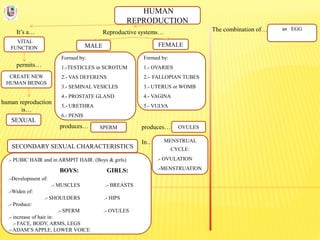 HUMAN
REPRODUCTION
It’s a…
VITAL
FUNCTION
Reproductive systems… The combination of…
permits…
CREATE NEW
HUMAN BEINGS
human reproduction
is…
SEXUAL
FEMALEMALE
Formed by:
1.-TESTICLES in SCROTUM
2.- VAS DEFERENS
3.- SEMINAL VESICLES
4.- PROSTATE GLAND
5.- URETHRA
6.- PENIS
Formed by:
1.- OVARIES
2.- FALLOPIAN TUBES
3.- UTERUS or WOMB
4.- VAGINA
5.- VULVA
produces…
In…
produces… SPERM OVULES
an EGG
MENSTRUAL
CYCLE:
.- OVULATION
.-MENSTRUATION
SECONDARY SEXUAL CHARACTERISTICS
.- PUBIC HAIR and in ARMPIT HAIR. (Boys & girls)
BOYS: GIRLS:
.-Development of:
.- MUSCLES .- BREASTS
.-Widen of:
.- SHOULDERS .- HIPS
.- Produce:
.- SPERM .- OVULES
.- increase of hair in:
.- FACE, BODY, ARMS, LEGS
.- ADAM’S APPLE, LOWER VOICE
 