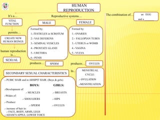 HUMAN
REPRODUCTION
It’s a…
VITAL
FUNCTION
Reproductive systems… The combination of…
permits…
CREATE NEW
HUMAN BEINGS
human reproduction
is…
SEXUAL
FEMALEMALE
Formed by:
1.-TESTICLES in SCROTUM
2.- VAS DEFERENS
3.- SEMINAL VESICLES
4.- PROSTATE GLAND
5.- URETHRA
6.- PENIS
Formed by:
1.- OVARIES
2.- FALLOPIAN TUBES
3.- UTERUS or WOMB
4.- VAGINA
5.- VULVA
produces…
In…
produces… SPERM OVULES
an EGG
and a _______
MENSTRUAL
CYCLE:
.- OVULATION
.-MENSTRUATION
SECONDARY SEXUAL CHARACTERISTICS
.- PUBIC HAIR and in ARMPIT HAIR. (Boys & girls)
BOYS: GIRLS:
.-Development of:
.- MUSCLES .- BREASTS
.-Widen of:
.- SHOULDERS .- HIPS
.- Produce:
.- SPERM .- OVULES
.- increase of hair in:
.- FACE, BODY, ARMS, LEGS
.- ADAM’S APPLE, LOWER VOICE
 