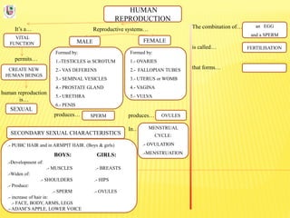 HUMAN
REPRODUCTION
It’s a…
VITAL
FUNCTION
Reproductive systems… The combination of…
is called…
that forms…
permits…
CREATE NEW
HUMAN BEINGS
human reproduction
is…
SEXUAL
FEMALEMALE
Formed by:
1.-TESTICLES in SCROTUM
2.- VAS DEFERENS
3.- SEMINAL VESICLES
4.- PROSTATE GLAND
5.- URETHRA
6.- PENIS
Formed by:
1.- OVARIES
2.- FALLOPIAN TUBES
3.- UTERUS or WOMB
4.- VAGINA
5.- VULVA
produces…
In…
produces… SPERM OVULES
FERTILISATION
an EGG
and a SPERM
MENSTRUAL
CYCLE:
.- OVULATION
.-MENSTRUATION
SECONDARY SEXUAL CHARACTERISTICS
.- PUBIC HAIR and in ARMPIT HAIR. (Boys & girls)
BOYS: GIRLS:
.-Development of:
.- MUSCLES .- BREASTS
.-Widen of:
.- SHOULDERS .- HIPS
.- Produce:
.- SPERM .- OVULES
.- increase of hair in:
.- FACE, BODY, ARMS, LEGS
.- ADAM’S APPLE, LOWER VOICE
 