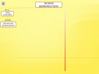 HUMAN
REPRODUCTION
It’s a…
VITAL
FUNCTION
permits…
CREATE NEW
HUMAN BEINGS
 