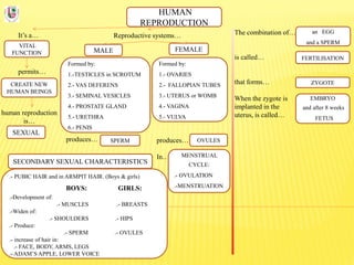 HUMAN
REPRODUCTION
It’s a…
VITAL
FUNCTION
Reproductive systems… The combination of…
is called…
that forms…
When the zygote is
implanted in the
uterus, is called…
permits…
CREATE NEW
HUMAN BEINGS
human reproduction
is…
SEXUAL
FEMALEMALE
Formed by:
1.-TESTICLES in SCROTUM
2.- VAS DEFERENS
3.- SEMINAL VESICLES
4.- PROSTATE GLAND
5.- URETHRA
6.- PENIS
Formed by:
1.- OVARIES
2.- FALLOPIAN TUBES
3.- UTERUS or WOMB
4.- VAGINA
5.- VULVA
produces…
In…
produces… SPERM OVULES
FERTILISATION
ZYGOTE
EMBRYO
and after 8 weeks
FETUS
an EGG
and a SPERM
MENSTRUAL
CYCLE:
.- OVULATION
.-MENSTRUATION
SECONDARY SEXUAL CHARACTERISTICS
.- PUBIC HAIR and in ARMPIT HAIR. (Boys & girls)
BOYS: GIRLS:
.-Development of:
.- MUSCLES .- BREASTS
.-Widen of:
.- SHOULDERS .- HIPS
.- Produce:
.- SPERM .- OVULES
.- increase of hair in:
.- FACE, BODY, ARMS, LEGS
.- ADAM’S APPLE, LOWER VOICE
 