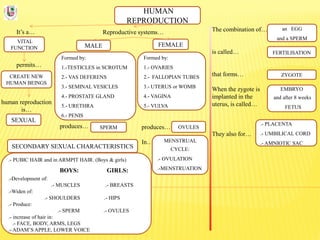 HUMAN
REPRODUCTION
It’s a…
VITAL
FUNCTION
Reproductive systems… The combination of…
is called…
that forms…
When the zygote is
implanted in the
uterus, is called…
They also for…
permits…
CREATE NEW
HUMAN BEINGS
human reproduction
is…
SEXUAL
FEMALEMALE
Formed by:
1.-TESTICLES in SCROTUM
2.- VAS DEFERENS
3.- SEMINAL VESICLES
4.- PROSTATE GLAND
5.- URETHRA
6.- PENIS
Formed by:
1.- OVARIES
2.- FALLOPIAN TUBES
3.- UTERUS or WOMB
4.- VAGINA
5.- VULVA
produces…
In…
produces… SPERM OVULES
FERTILISATION
ZYGOTE
EMBRYO
and after 8 weeks
FETUS
.- PLACENTA
.- UMBILICAL CORD
.- AMNIOTIC SAC
an EGG
and a SPERM
MENSTRUAL
CYCLE:
.- OVULATION
.-MENSTRUATION
SECONDARY SEXUAL CHARACTERISTICS
.- PUBIC HAIR and in ARMPIT HAIR. (Boys & girls)
BOYS: GIRLS:
.-Development of:
.- MUSCLES .- BREASTS
.-Widen of:
.- SHOULDERS .- HIPS
.- Produce:
.- SPERM .- OVULES
.- increase of hair in:
.- FACE, BODY, ARMS, LEGS
.- ADAM’S APPLE, LOWER VOICE
 