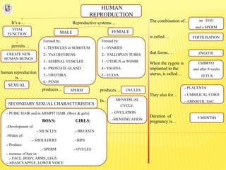 HUMAN
REPRODUCTION
It’s a…
VITAL
FUNCTION
Reproductive systems… The combination of…
is called…
that forms…
When the zygote is
implanted in the
uterus, is called…
They also for…
Duration of
pregnancy is…
permits…
CREATE NEW
HUMAN BEINGS
human reproduction
is…
SEXUAL
FEMALEMALE
Formed by:
1.-TESTICLES in SCROTUM
2.- VAS DEFERENS
3.- SEMINAL VESICLES
4.- PROSTATE GLAND
5.- URETHRA
6.- PENIS
Formed by:
1.- OVARIES
2.- FALLOPIAN TUBES
3.- UTERUS or WOMB
4.- VAGINA
5.- VULVA
produces…
In…
produces… SPERM OVULES
FERTILISATION
ZYGOTE
EMBRYO
and after 8 weeks
FETUS
.- PLACENTA
.- UMBILICAL CORD
.- AMNIOTIC SAC
9 MONTHS
an EGG
and a SPERM
MENSTRUAL
CYCLE:
.- OVULATION
.-MENSTRUATION
SECONDARY SEXUAL CHARACTERISTICS
.- PUBIC HAIR and in ARMPIT HAIR. (Boys & girls)
BOYS: GIRLS:
.-Development of:
.- MUSCLES .- BREASTS
.-Widen of:
.- SHOULDERS .- HIPS
.- Produce:
.- SPERM .- OVULES
.- increase of hair in:
.- FACE, BODY, ARMS, LEGS
.- ADAM’S APPLE, LOWER VOICE
 