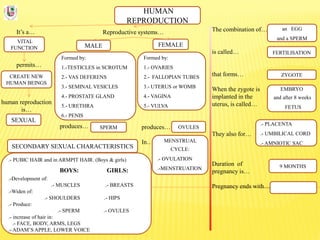 HUMAN
REPRODUCTION
It’s a…
VITAL
FUNCTION
Reproductive systems… The combination of…
is called…
that forms…
When the zygote is
implanted in the
uterus, is called…
They also for…
Duration of
pregnancy is…
Pregnancy ends with…
permits…
CREATE NEW
HUMAN BEINGS
human reproduction
is…
SEXUAL
FEMALEMALE
Formed by:
1.-TESTICLES in SCROTUM
2.- VAS DEFERENS
3.- SEMINAL VESICLES
4.- PROSTATE GLAND
5.- URETHRA
6.- PENIS
Formed by:
1.- OVARIES
2.- FALLOPIAN TUBES
3.- UTERUS or WOMB
4.- VAGINA
5.- VULVA
produces…
In…
produces… SPERM OVULES
FERTILISATION
ZYGOTE
EMBRYO
and after 8 weeks
FETUS
.- PLACENTA
.- UMBILICAL CORD
.- AMNIOTIC SAC
9 MONTHS
an EGG
and a SPERM
MENSTRUAL
CYCLE:
.- OVULATION
.-MENSTRUATION
SECONDARY SEXUAL CHARACTERISTICS
.- PUBIC HAIR and in ARMPIT HAIR. (Boys & girls)
BOYS: GIRLS:
.-Development of:
.- MUSCLES .- BREASTS
.-Widen of:
.- SHOULDERS .- HIPS
.- Produce:
.- SPERM .- OVULES
.- increase of hair in:
.- FACE, BODY, ARMS, LEGS
.- ADAM’S APPLE, LOWER VOICE
 