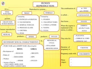 HUMAN
REPRODUCTION
It’s a…
VITAL
FUNCTION
Reproductive systems… The combination of…
is called…
that forms…
When the zygote is
implanted in the
uterus, is called…
They also for…
Duration of
pregnancy is…
Pregnancy ends with…
Three
stages:
permits…
CREATE NEW
HUMAN BEINGS
human reproduction
is…
SEXUAL
FEMALEMALE
Formed by:
1.-TESTICLES in SCROTUM
2.- VAS DEFERENS
3.- SEMINAL VESICLES
4.- PROSTATE GLAND
5.- URETHRA
6.- PENIS
Formed by:
1.- OVARIES
2.- FALLOPIAN TUBES
3.- UTERUS or WOMB
4.- VAGINA
5.- VULVA
produces…
In…
produces… SPERM OVULES
FERTILISATION
ZYGOTE
EMBRYO
and after 8 weeks
FETUS
.- PLACENTA
.- UMBILICAL CORD
.- AMNIOTIC SAC
9 MONTHS
CHILDBIRTH
an EGG
and a SPERM
.-
.-
.-
MENSTRUAL
CYCLE:
.- OVULATION
.-MENSTRUATION
SECONDARY SEXUAL CHARACTERISTICS
.- PUBIC HAIR and in ARMPIT HAIR. (Boys & girls)
BOYS: GIRLS:
.-Development of:
.- MUSCLES .- BREASTS
.-Widen of:
.- SHOULDERS .- HIPS
.- Produce:
.- SPERM .- OVULES
.- increase of hair in:
.- FACE, BODY, ARMS, LEGS
.- ADAM’S APPLE, LOWER VOICE
 