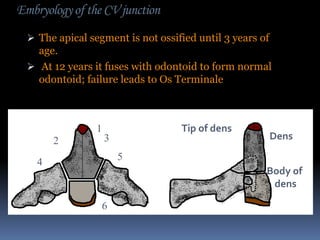 Embryology of the CV junction
 The apical segment is not ossified until 3 years of

age.
 At 12 years it fuses with odontoid to form normal
odontoid; failure leads to Os Terminale

1
2

Tip of dens

3

Dens

5

4

Body of
dens
6

 