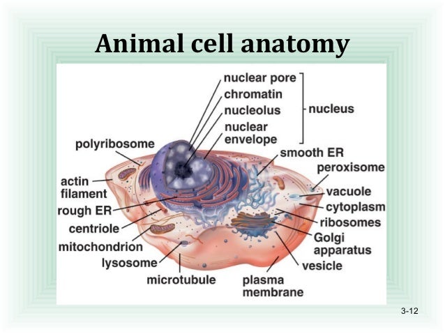 Ingles Celula Animal