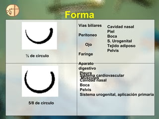 Forma ½ de circulo Vías biliares  Peritoneo  Ojo  Faringe  Aparato digestivo  Pleura  Músculos Cavidad nasal  Piel  Boca  S. Urogenital  Tejido adiposo  Pelvis  5/8 de circulo Sistema cardiovascular Cavidad nasal Boca Pelvis Sistema urogenital, aplicación primaria  