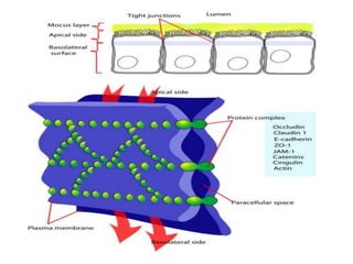 Intercellular junction