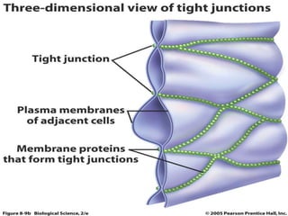 Intercellular junction