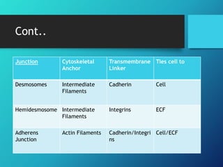 Cont..
Junction Cytoskeletal
Anchor
Transmembrane
Linker
Ties cell to
Desmosomes Intermediate
Filaments
Cadherin Cell
Hemidesmosome Intermediate
Filaments
Integrins ECF
Adherens
Junction
Actin Filaments Cadherin/Integri
ns
Cell/ECF
 