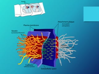 Intercellular junction