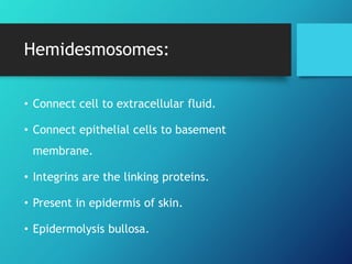 Hemidesmosomes:
• Connect cell to extracellular fluid.
• Connect epithelial cells to basement
membrane.
• Integrins are the linking proteins.
• Present in epidermis of skin.
• Epidermolysis bullosa.
 