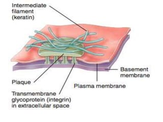 Intercellular junction