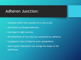 Adheren Junction:
• Junctions which form junction b/w cell to cell.
• Also known as Zonulae adherens.
• Lies basal to tight junction.
• Microfilaments of two cells are connected by cadherins.
• Cytoplasmic face is linked to actin cytoskeleton.
• Actin myosin interaction can change the shape of the
epithelium.
 