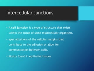 Intercellular junctions
• A cell junction is a type of structure that exists
within the tissue of some multicellular organisms.
• specializations of the cellular margins that
contribute to the adhesion or allow for
communication between cells.
• Mostly found in epithelial tissues.
 