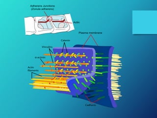 Intercellular junction