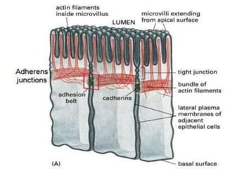 Intercellular junction