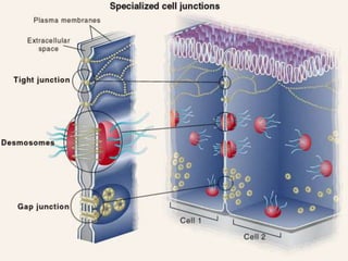 Intercellular junction