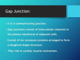 Gap Junction:
• It is a communicating junction.
• Gap junctions consist of intercellular channels in
the plasma membrane of adjacent cells.
• Consist of six connexon proteins arranged to form
a doughnut shape structure.
• Play role in cardiac muscle contraction.
 