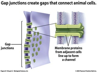 Intercellular junction