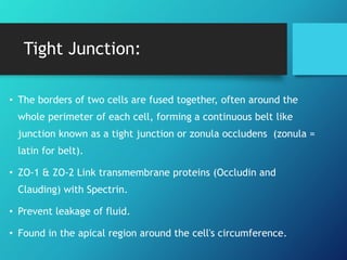 Tight Junction:
• The borders of two cells are fused together, often around the
whole perimeter of each cell, forming a continuous belt like
junction known as a tight junction or zonula occludens (zonula =
latin for belt).
• ZO-1 & ZO-2 Link transmembrane proteins (Occludin and
Clauding) with Spectrin.
• Prevent leakage of fluid.
• Found in the apical region around the cell's circumference.
 