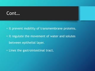 Cont…
• It prevent mobility of transmembrane proteins.
• It regulate the movement of water and solutes
between epithelial layer.
• Lines the gastrointestinal tract.
 