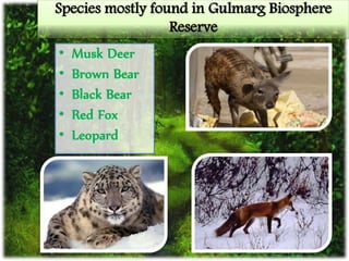 Species mostly found in Gulmarg Biosphere
Reserve
• Musk Deer
• Brown Bear
• Black Bear
• Red Fox
• Leopard
 