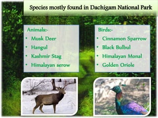 Species mostly found in Dachigam National Park
Animals:-
• Musk Deer
• Hangul
• Kashmir Stag
• Himalayan serow
Birds:-
• Cinnamon Sparrow
• Black Bulbul
• Himalayan Monal
• Golden Oriole
 