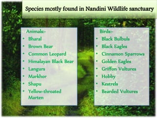 Species mostly found in Nandini Wildlife sanctuary
Animals:-
• Bharal
• Brown Bear
• Common Leopard
• Himalayan Black Bear
• Langurs
• Markhor
• Shapu
• Yellow-throated
Marten
Birds:-
• Black Bulbuls
• Black Eagles
• Cinnamon Sparrows
• Golden Eagles
• Griffon Vultures
• Hobby
• Kestrels
• Bearded Vultures
 