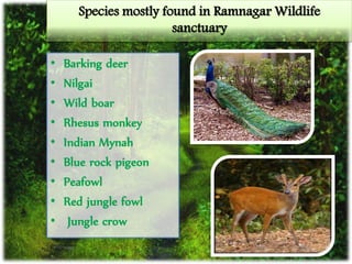 Species mostly found in Ramnagar Wildlife
sanctuary
• Barking deer
• Nilgai
• Wild boar
• Rhesus monkey
• Indian Mynah
• Blue rock pigeon
• Peafowl
• Red jungle fowl
• Jungle crow
 