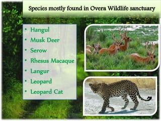 Species mostly found in Overa Wildlife sanctuary
• Hangul
• Musk Deer
• Serow
• Rhesus Macaque
• Langur
• Leopard
• Leopard Cat
 